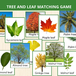 May include: A tree and leaf matching game with cards featuring various trees and leaves. The cards include images of sycamore, maple, almond, ginkgo, and walnut trees, along with their corresponding leaves. The text "TREE AND LEAF MATCHING GAME" is at the top.