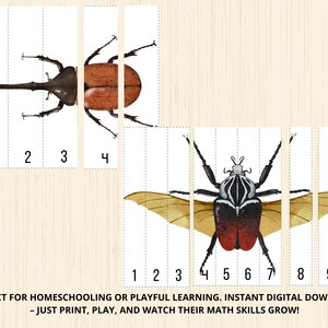 Beetle Number Puzzle,beetle Matching Activity,beetle Symmetry Puzzle ...