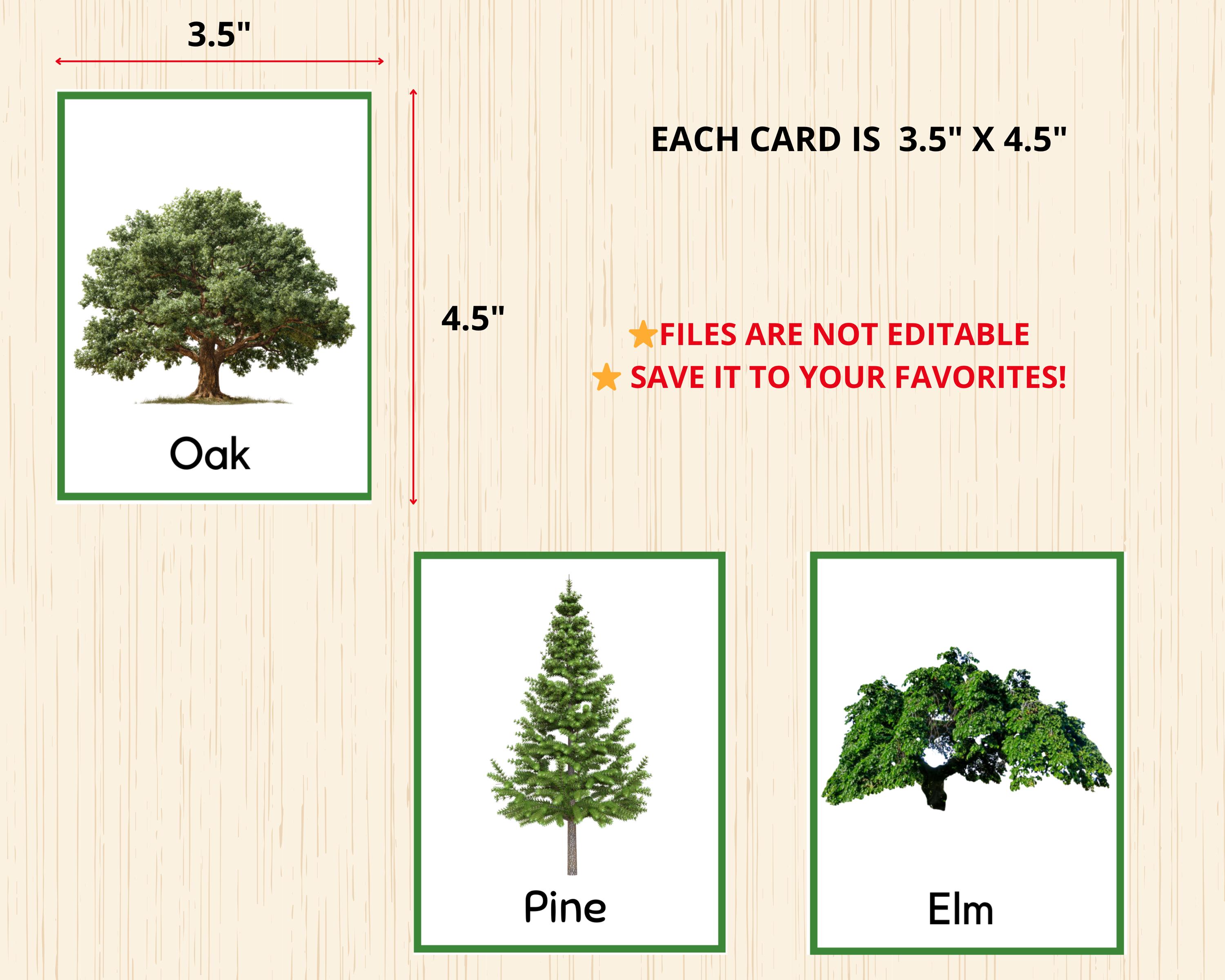 Tree Growing Card Tree Flashcards,tree Montessori Preschool,tree Unit Study,forest ...