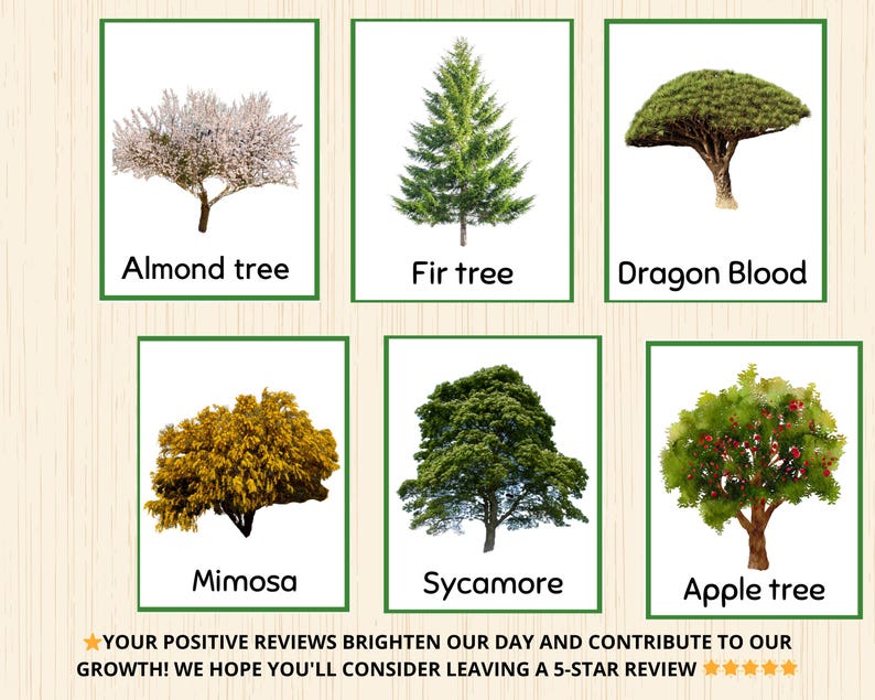 Tree Flash Card Tree Flashcards,tree Montessori Preschool,tree Unit Study,forest ...