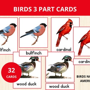 Cartes imprimables en 3 parties Montessori oiseaux, cartes mémoire oiseaux américains, vocabulaire du printemps, matériel d'école à la maison oiseaux, oiseaux montessori, vocabulaire préscolaire