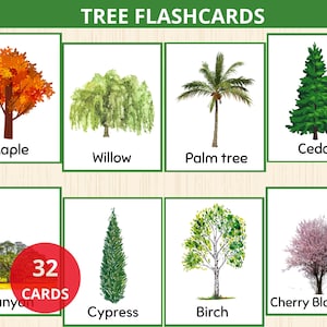 tree flashcards,tree montessori preschool,tree unit study,Forest Schooling,Tree identification cards,tree vocabulary,nature study book prek