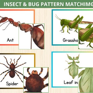Gioco di abbinamento insetti, scheda di abbinamento modelli insetti, studio unità insetti, attività prescolare insetti, ordinamento e abbinamento insetti, attività di homeschooling primaverili