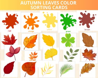 Autumn Color sorting activity,color matching game,autumn leaves colour sorting,Montessori Color Sorting cards,Color Recognition,color prek