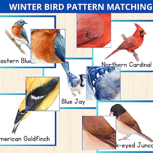 May include: A watercolour illustration for a winter bird pattern matching game. The image shows detailed paintings of various birds, including an Eastern Bluebird, Northern Cardinal, Blue Jay, American Goldfinch, and Dark-eyed Junco, with corresponding feather patterns. Text at the top reads "WINTER BIRD PATTERN MATCHING."
