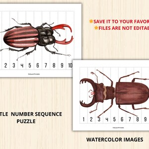 Beetle Number Puzzle,beetle Matching Activity,beetle Symmetry Puzzle ...