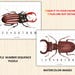 Beetle Number Puzzle,beetle Matching Activity,beetle Symmetry Puzzle ...