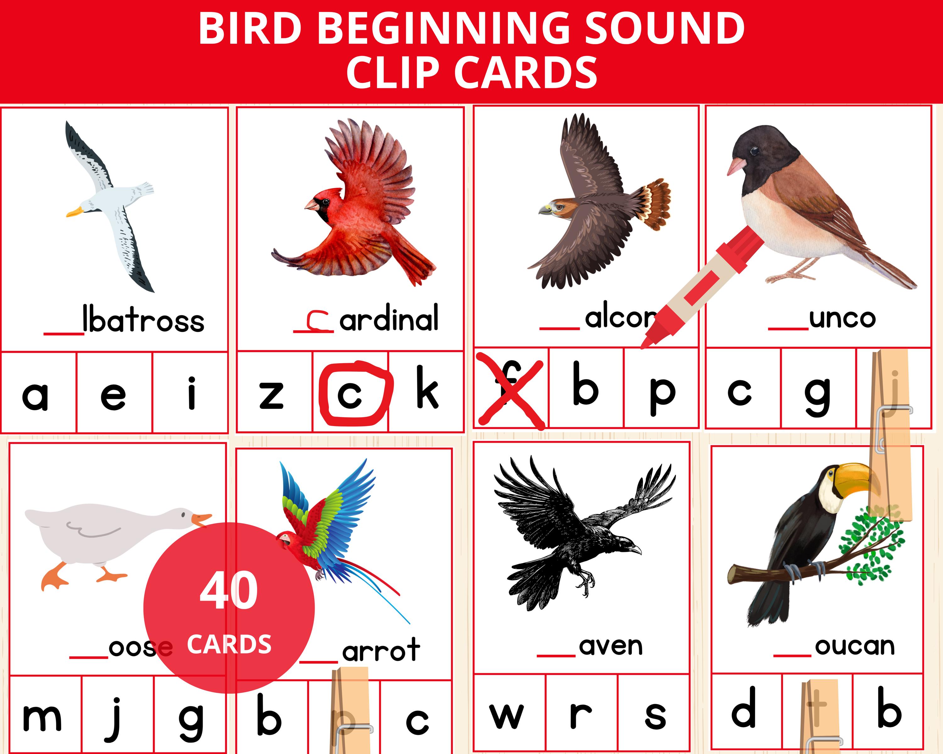 Bird Beginning Sounds,bird Initial Sound,bird Vocabulary Cards
