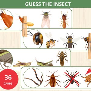 guess the insect,insect Matching game,insect unit study,bug preschool activity,spring activity,bug identification kids,early learning insect