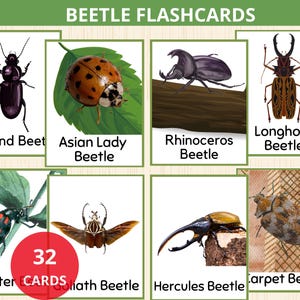 Puede incluir: Un conjunto de 32 tarjetas de escarabajos con ilustraciones de diferentes tipos de escarabajos, incluyendo el escarabajo terrestre, la mariquita asiática, el escarabajo rinoceronte, el escarabajo longicornio, el escarabajo blister, el escarabajo Goliat, el escarabajo Hércules y el escarabajo alfombra.