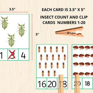 Puede incluir: Tarjetas de conteo y clip de insectos, cada una de 8,9 cm x 12,7 cm, con ilustraciones de insectos y n&uacute;meros del 1 al 20. Las tarjetas tienen bordes verdes y est&aacute;n dise&ntilde;adas para actividades educativas. Tambi&eacute;n se incluye una pinza de madera.