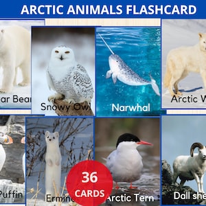 Arctic Animals Flashcards,north pole animals Montessori,arctic animal Real Picture,Animals of the Arctic,Snow Animals card,winter vocabulary