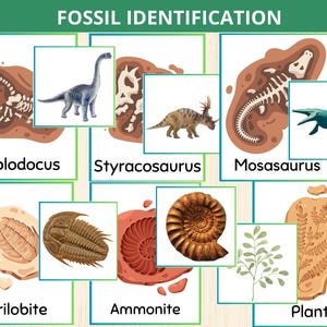 Tarjeta de identificación de fósiles, fósil de dinosaurio, fósiles prehistóricos, emparejamiento de fósiles, tarjetas didácticas de dinosaurios, actividad científica para niños, dinosaurios preescolar
