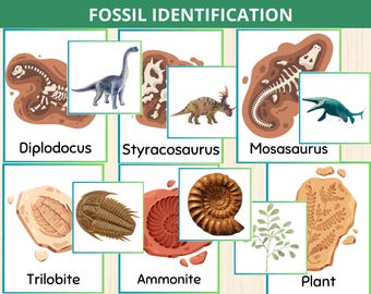 Fossil Identification card,Dinosaur fossil,Prehistoric Fossils,fossil matching,Dinosaurs flashcards,Kids Science Activity,Dinosaur Preschool