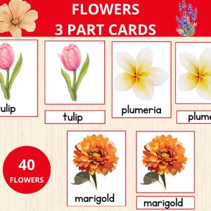 Karty 3-częściowe z kwiatami, wiosenna aktywność Montessori, karty do nauki kwiatów, rozpoznawanie kwiatów, karty botaniczne, Montessori Wiosna, karty 3-częściowe z kwiatami