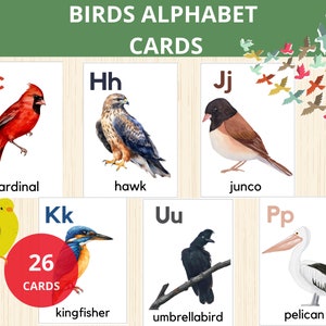vogels flitskaarten, vogels alfabet kaarten, alfabet flitskaarten, vogels montessori, woordenschatactiviteit, vogelidentificatie, vogels activiteit, lente