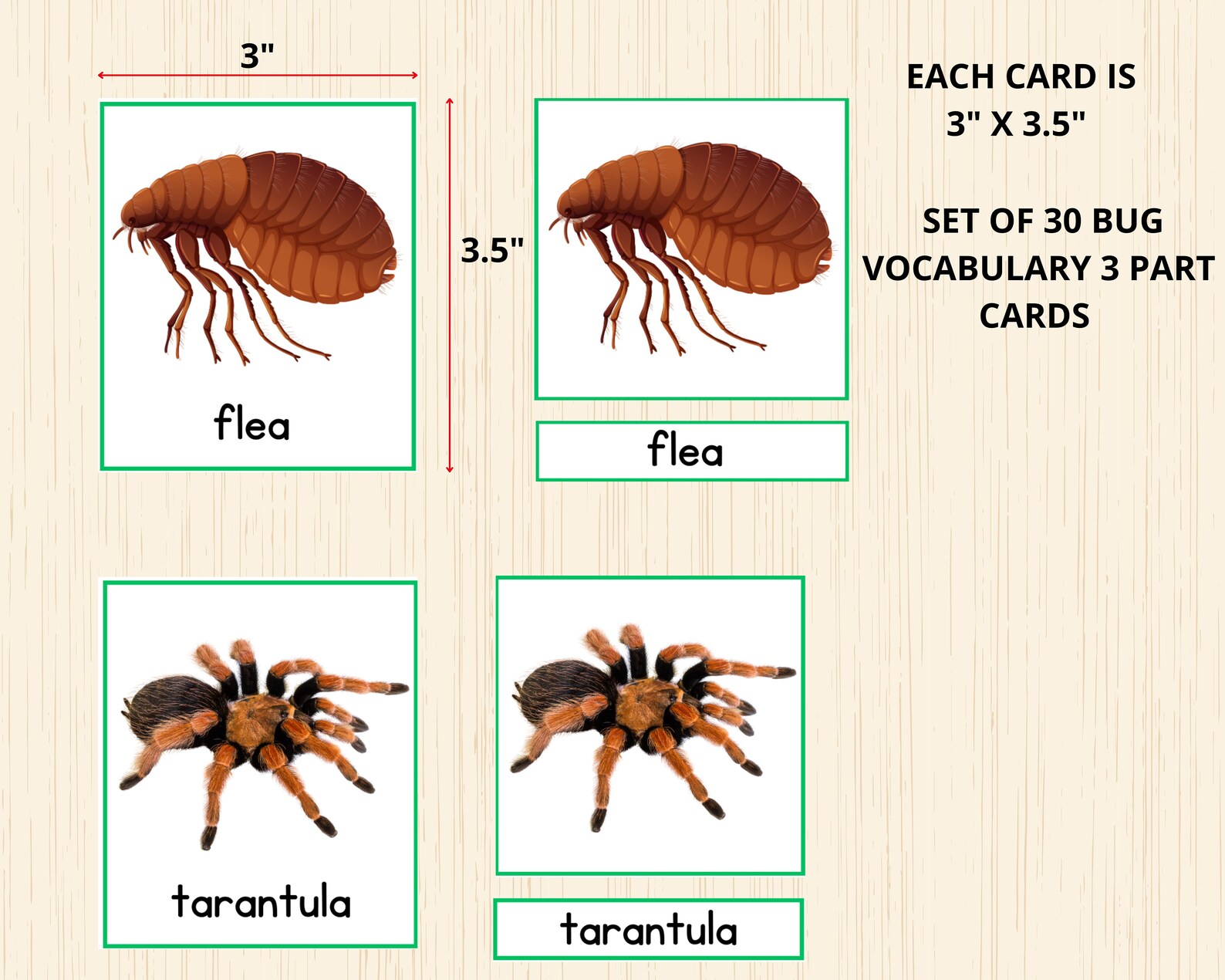 Insect Montessori Printable 3 Part Cards,bug Montessori 3 Part Cards ...