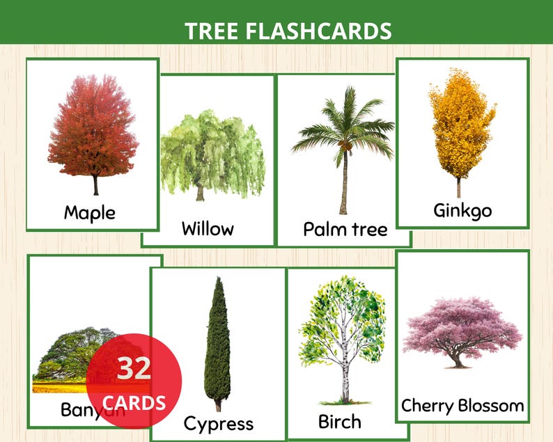 Tree Card Eyfs Tree Flashcards,tree Montessori Preschool,tree Unit Study,forest ...