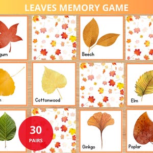 May include: A memory game featuring watercolor illustrations of various leaves, including Sweetgum, Beech, Aspen, Cottonwood, Elm, Alder, Ginkgo, and Poplar. The game includes 30 pairs of cards, with the title "LEAVES MEMORY GAME" at the top.