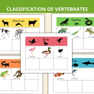 May include: Educational chart titled "Classification of Vertebrates" with illustrations of animals. Categories include mammals, reptiles, birds, amphibians, and fish. Each category has examples like cow, lizard, and frog. The chart is designed for educational purposes.