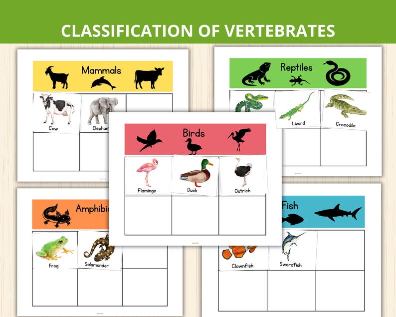 Classification of Vertebrates,animal Classification Sorting,animal ...