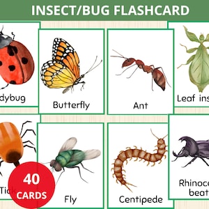 Schede didattiche sugli insetti, schede didattiche sugli insetti, insetti Montessori scuola materna, scheda di identificazione degli insetti, giochi sugli insetti per bambini, vocabolario degli insetti, nomenclatura degli insetti