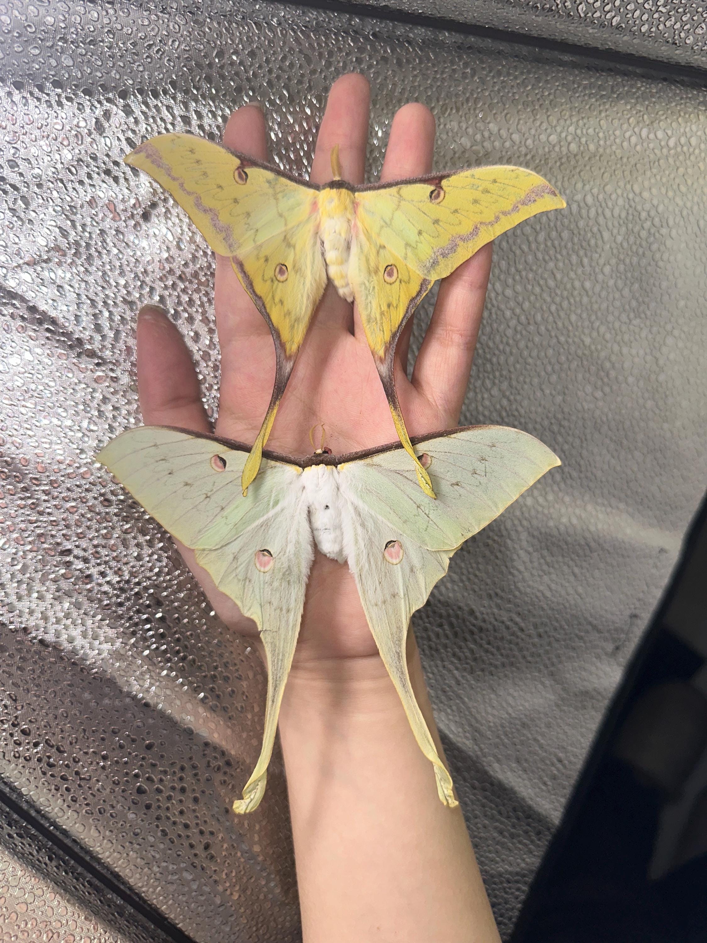 Actias Sinensis/Golden Moon Moth