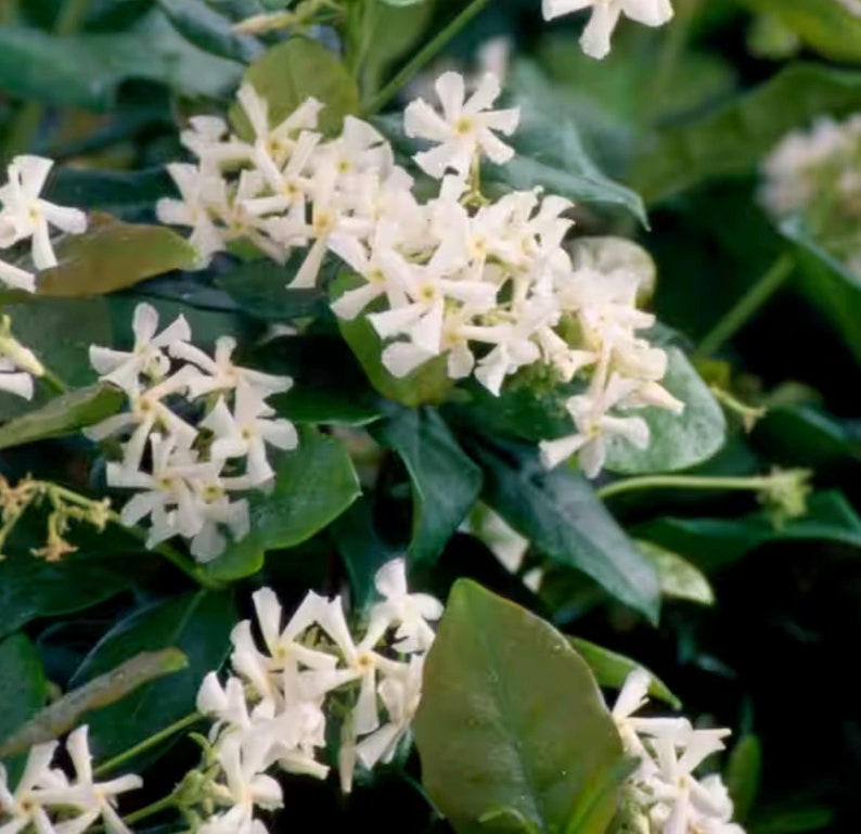 2 Live Star Jasmine Perennial Plants. Super Healthy. Easy to Grow. Etsy
