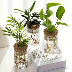 May include: Three glass cylinders with cork stoppers, each containing a different type of houseplant with roots growing in water. The plants are a palm, a dracaena, and a pothos.