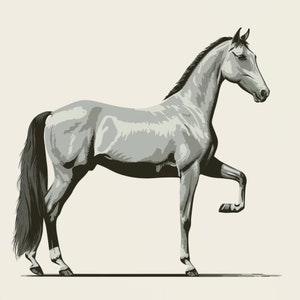 Horse Png, Black and White Horse clipart, 20 Designs , Horse Bundle,  Horse Lover , Horse Clipart, Digital Download, commercial use
