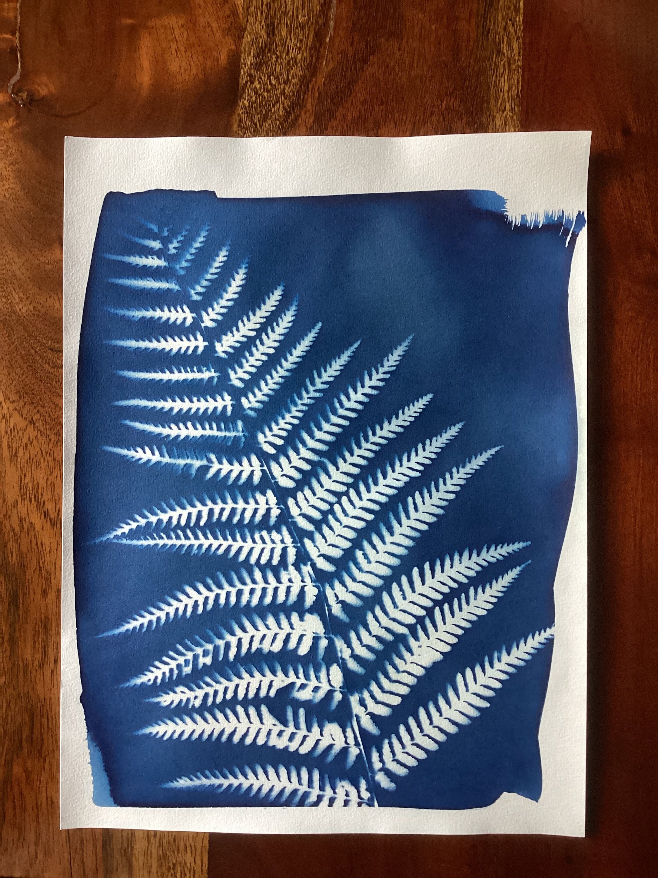 Fern Cyanotype Poster - Etsy