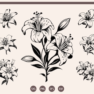 Lily svg Bundle, Lily Flower svg, Lily Cut File svg, png