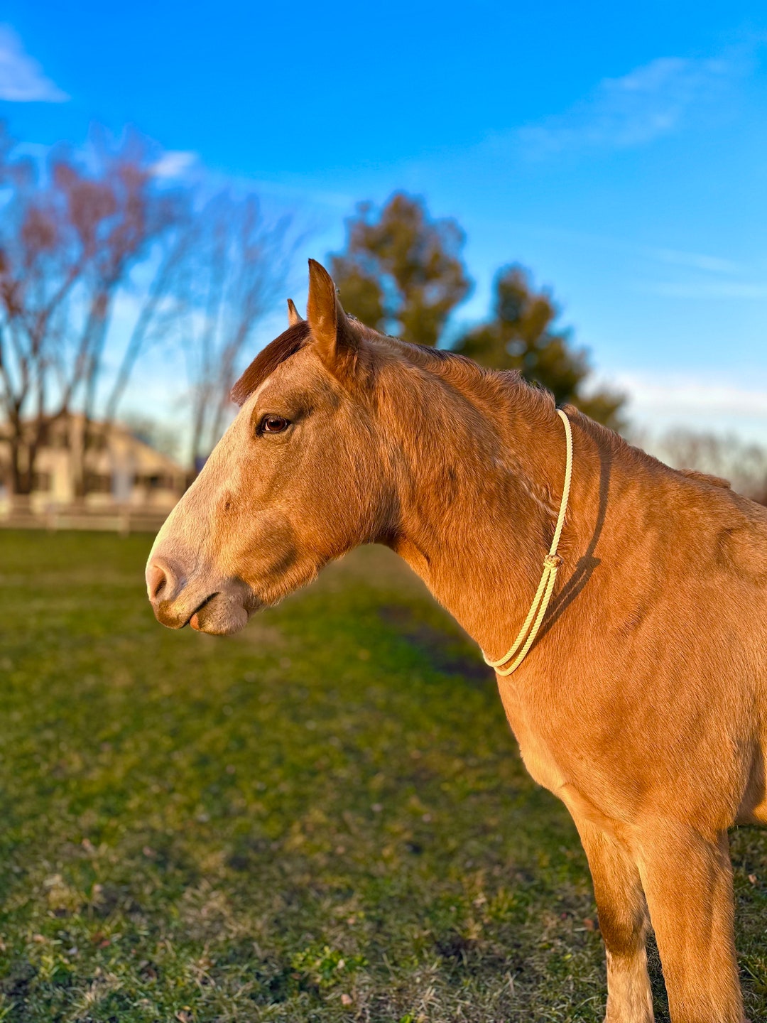 Lariat Liberty Horse Sliding Neck Ring Cordeo for Bridleless Riding