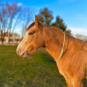 May include: A light brown horse with a white rope halter stands in a grassy field with a blue sky in the background.