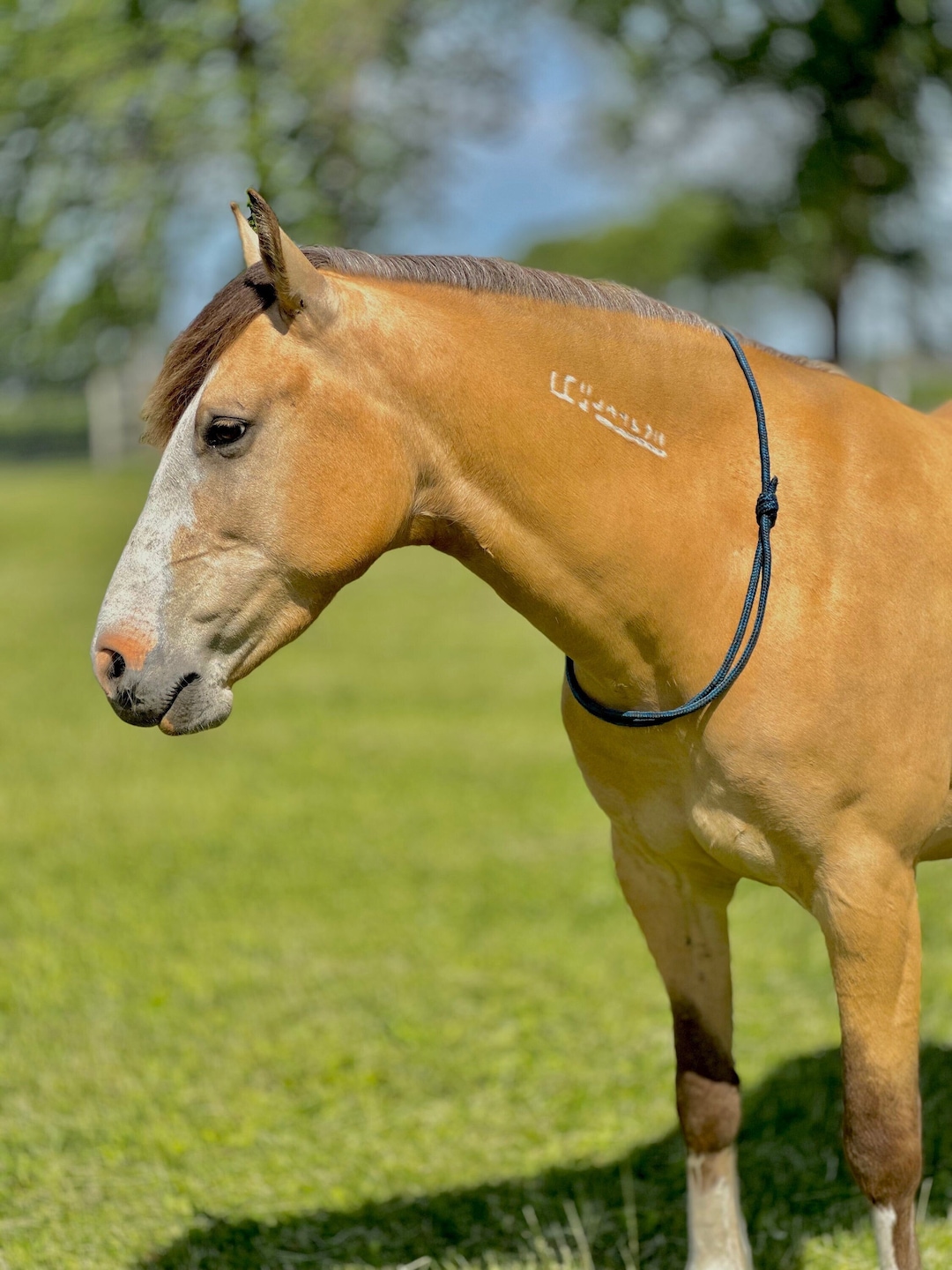 Liberty Horse Neck Rope Cordeo for Bridleless Riding Sliding