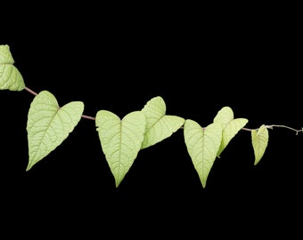 Feuilles vertes en forme de coeur isolées sur fond de transparence