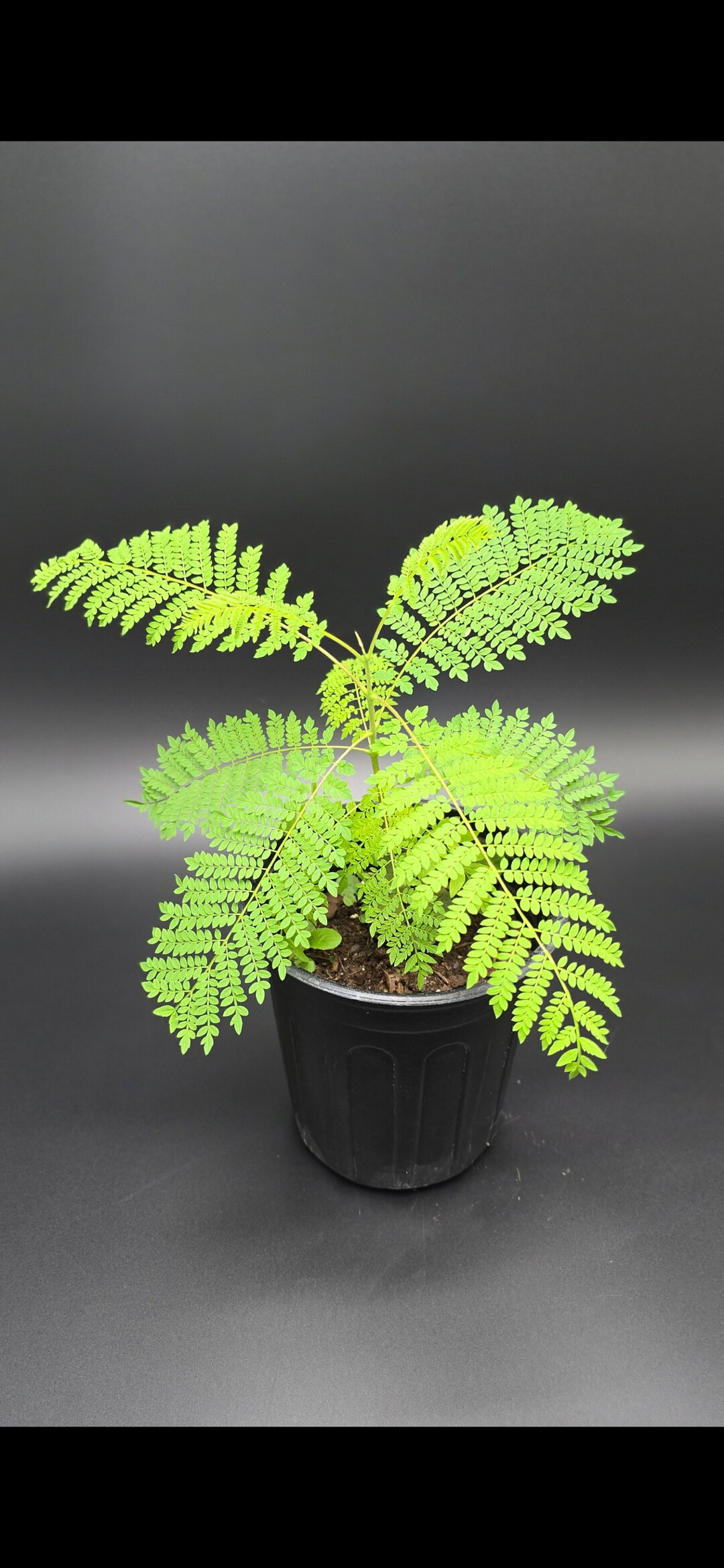 Jacaranda Tree 1 Quart Pot Etsy