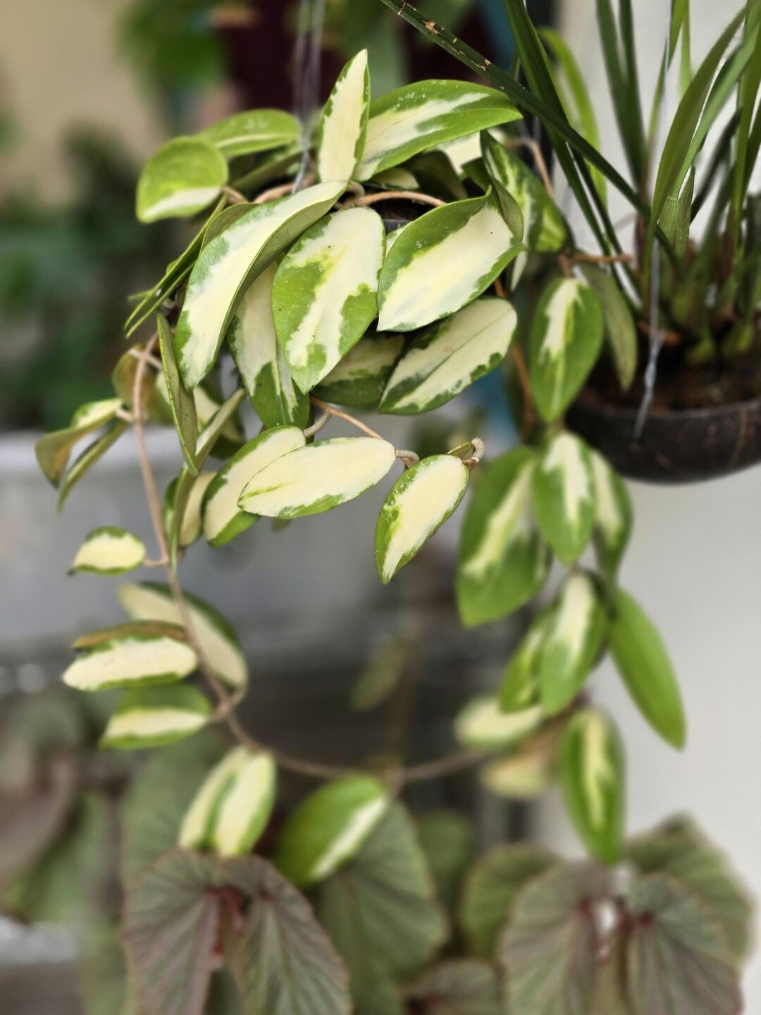 Hoya Acuta Inner Variegated Unrooted 2 Leaf Cutting - Etsy