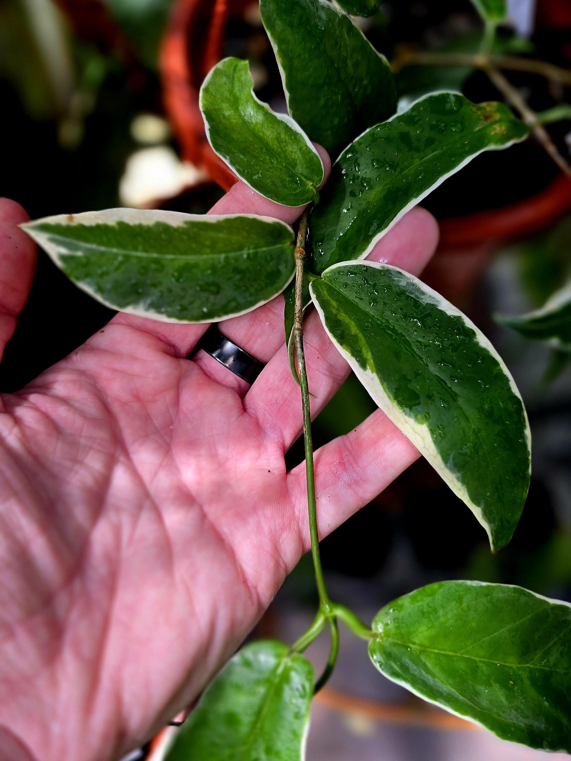 Hoya Kenejiana Albo Marginata 2 Leaf Cutting - Etsy
