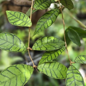Hoya callistophylla unrooted 2 leaf cutting