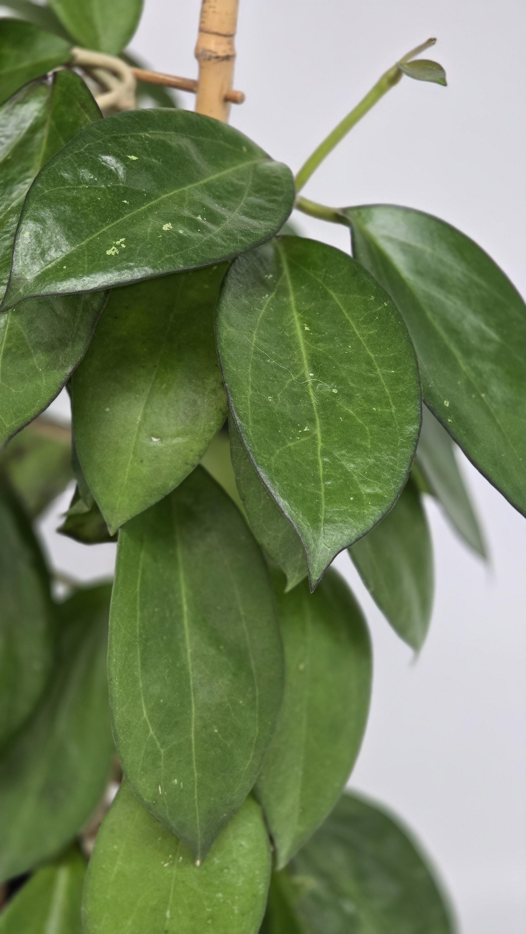 Hoya Patcharawalai 023 AKA Icensis. 1 Leaf Unrooted Cutting