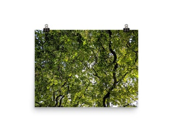 Oak tree design poster 12" x 16" - Exclusive forest leaves image - Green woodland oak leaf picture - Relaxing oak woods wall art