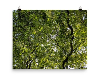 Oak tree design poster 16" x 20" - Exclusive forest leaves image - Green woodland oak leaf picture - Relaxing oak woods wall art