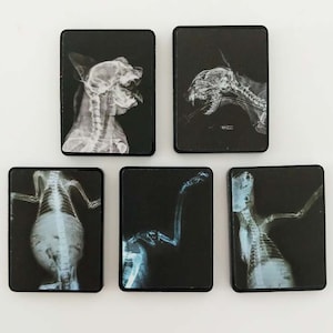 May include: Five black and white x-ray images of different animal skeletons. The images are framed in black and are arranged in a row.