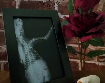 4x6 Framed Print, Cat Decor, Pet X-Ray, Vet Tech Gifts, Oddities Curiosities, Pet Portrait, Gothic Decor, Art Print, Veterinary, Bones Decor