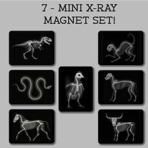 May include: A set of seven mini X-ray magnets featuring animal skeletons. The magnets include a T-Rex, cat, snake, chicken, dog, horse, and bull. Each magnet is square with a black background and a white X-ray image.