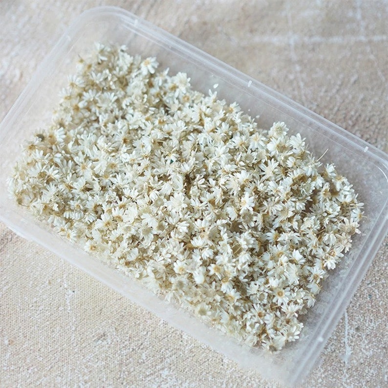 Peut inclure: Un r&eacute;cipient en plastique transparent rempli de fleurs blanches s&eacute;ch&eacute;es. Les fleurs sont petites et d&eacute;licates, d'une couleur l&eacute;g&egrave;rement blanc cass&eacute;.