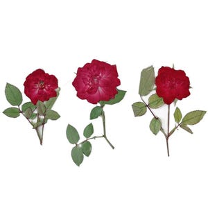 Pressed Dried Rose Flowers, 50Pcs, Natural Floral Embedding Epoxy Resin Jewelry Making, Pendant Necklaces Earrings Findings, Scrapbook Decor