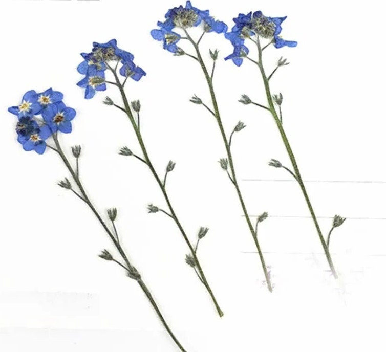 Fiori Secchi 84 Pezzi Per Resina - Decorativi Naturali Per Craft, Cornici, Saponi - Foto 4