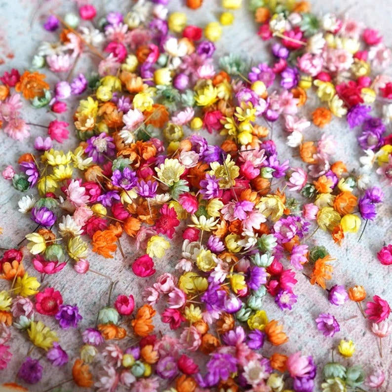 Peut inclure: Une collection de fleurs s&eacute;ch&eacute;es de diff&eacute;rentes couleurs, notamment rose, violet, jaune, orange et blanc. Les fleurs sont petites et d&eacute;licates, et elles sont &eacute;parpill&eacute;es sur une surface gris clair.